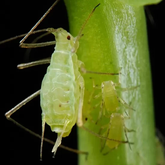 Instant Mite Killer Spider Mite Pesticide Products