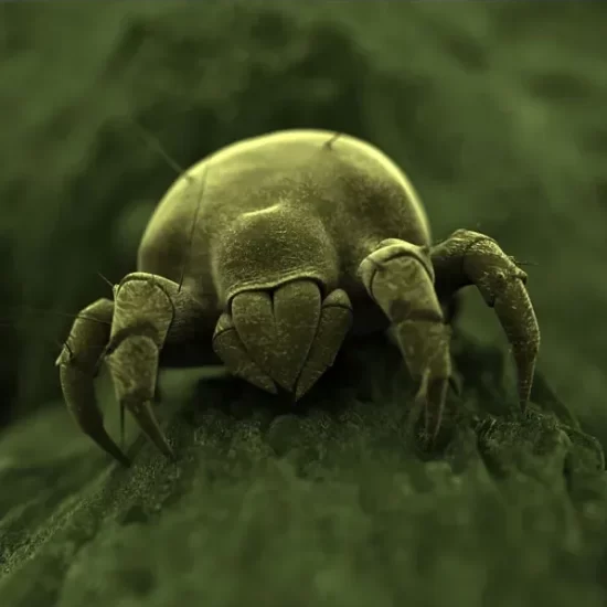 russet-hemp-mite copy