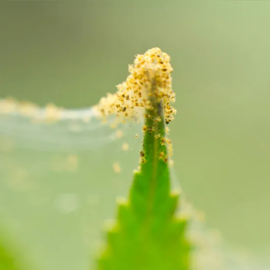 Instant Mite Killer Spider Mite Pesticide Products