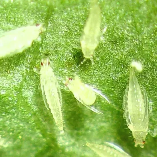 thripscontrol-01 copy